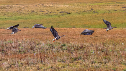 A flock of wild geese flying over the bright autumn tundra of the Yamal Peninsula. For environmental publications, tourist materials, and articles about the nature of the North