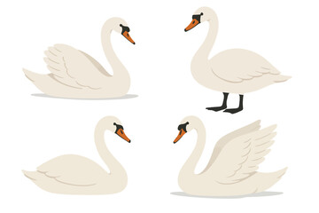 Obraz premium Elegant swans in various poses with graceful white feathers and orange beaks