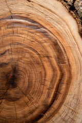 Naklejka premium Vertical view of thick wooden slice with bark edge leaning on beige wall, highlighting raw grain and texture, studio lighting emphasizing natural colors.