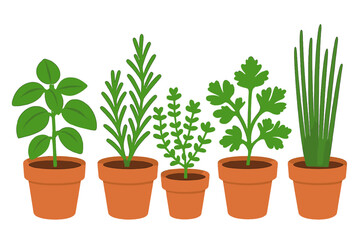 Five common culinary herbs growing in small terracotta pots