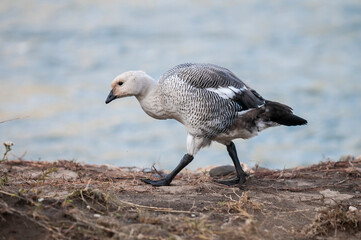 Upland Goose, Chloephaga picta, Tierra del Fuego National Park, Patagonia, Argentina.