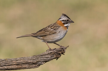 Fototapeta premium Rufous collared Sparrow, Zonotrichia capensis, Calden fores, La Pampa , Argentina