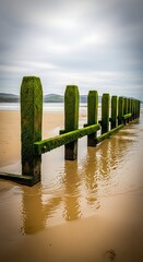 Mossy Wooden Posts on a Sandy Beach at Low Tide.