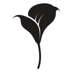 calla lily flower silhouette on white background