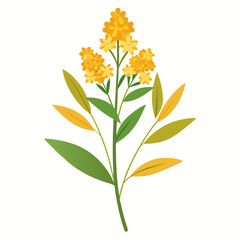 golden rod  flower isolated on white background