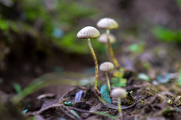 Fungus on the Calden Forest soil, La Pampa Province, Patagonia, Argentina.