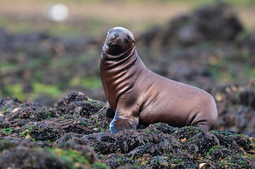 Fototapeta premium Sea Lion Baby, Peninsula Valdes, Chubut Province, Patagonia Argentina.