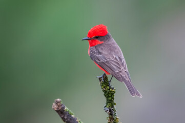 Vermilion Flycatcher male perched, La Pampa, Patagonia,  Argentina