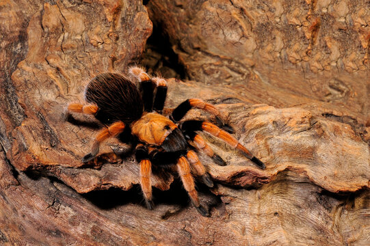 Mexican Blood Leg Tarantula // Mexikanische Vogelspinne  (Aphonopelma bicoloratum)