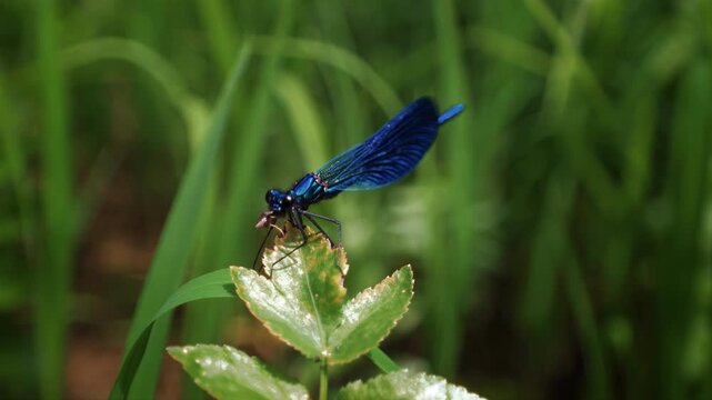 Blue dragonfly eating insect on fresh green leaf with detailed wings. Slow motion macro close up.