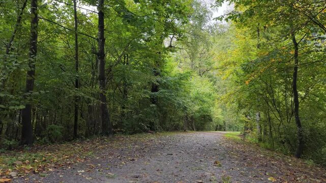 Peaceful gravel trail surrounded by green and yellow autumn trees near Walensee Switzerland