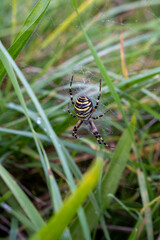 Eine Wespenspinne auf einer Wiese