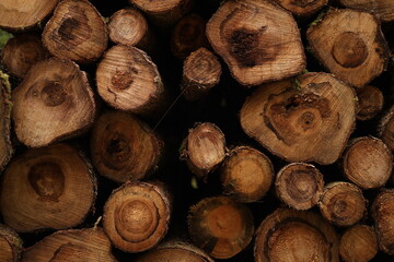 Brennholzsammlung, Brennholz, Wald, Holzeinschlag