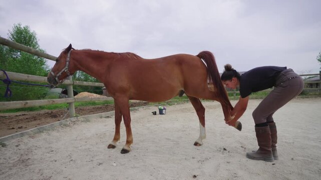 Woman Lifting Horse&rsquo;s Back Leg for Hoof Cleaning