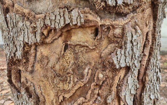 tree bark surface with deep borer channels and galaries. Abstract pattern of cracked bark and wood-borer 