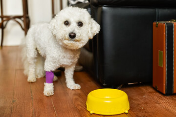 Adorable dog with a bandaged paw looking at an empty food bowl. Highlights pet hunger, responsible pet ownership, and the importance of animal welfare.