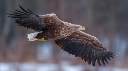 Obraz premium Majestic bird soars with grace and power, wings spread wide in a display of avian magnificence. A symbol of freedom and wild beauty.