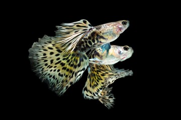 Fish in aquarium. Beautiful Guppy glides gracefully, its shimmering colors like strokes of living light. Each delicate fin flows like silk in water. Guppy isolated on black background.
