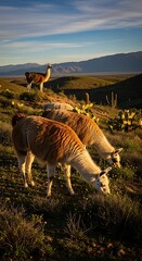 Llamas Grazing in Andean Highlands at Sunset.
