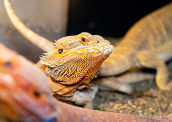 Animal World, close-up of a reptile with a distinctive orange throat and head. A beautiful bearded dragon