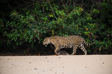 Jaguar in Mato Grosso forest environment,Pantanal,Brazil
