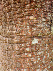 Texture pattern wood brown base background tree nature landscape beauty life fungi dirt spots eye knot old close-up image photo painting details