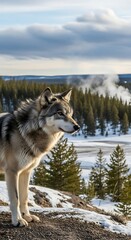 Fototapeta premium Wolf in Yellowstone National Park - A Winter Vigil.