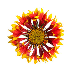 オレンジ色のガイラルディア・ラズルダズルの花