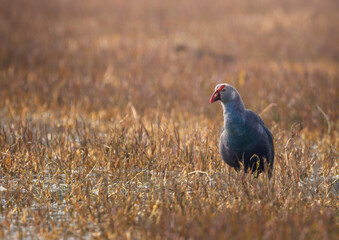 Grey-headed Swamphen | Purple | wetland birds | inidan Birds