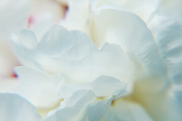close up of a white flower