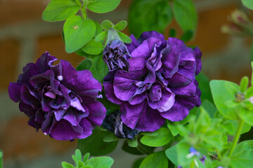 purple lilac flowers