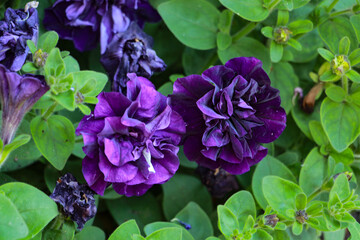 lilac flowers in the garden