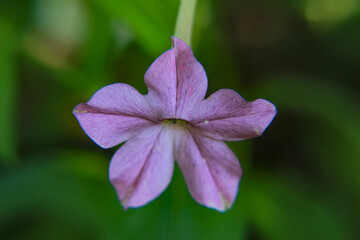 close up of a pink flower