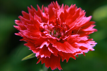 red dahlia flower