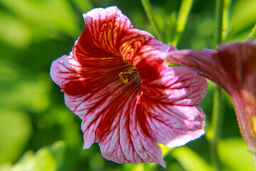 red hibiscus flower