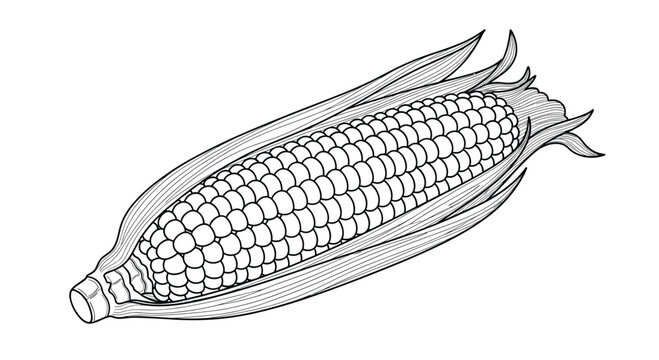 Detailed line drawing of a ripe ear of corn on the cob with green husks attached.
