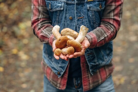Collected bunch of them. Close up view of man that is doing mushroom picking in the forest - Powered by Adobe