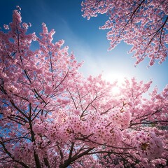 Cherry Blossom Canopy - A Springtime Symphony of Pink and Blue.