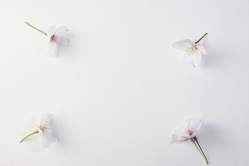 桜の花とテキストスペース