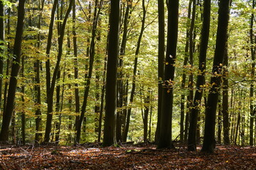 Obraz premium Buchenwald im Herbst