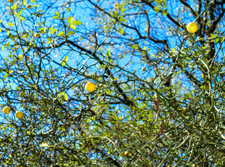 Lemon Tree Branches with Yellow Fruits Against Blue Sky