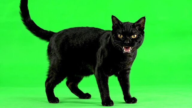 A sleek black cat arching its back and hissing aggressively, isolated on a green screen creepy, fright, aggressive