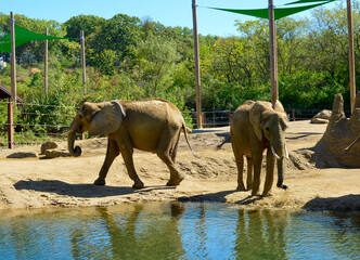 Two African Elephants Near Waterhole in Sunny Natural Habitat