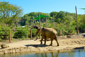 African Elephant Walking by Water in Sunlit Zoo Habitat