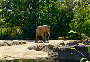 African Elephant Standing by Water in Sunny Natural Habitat
