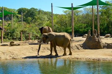 Two African Elephants by Waterhole in Sunny Natural Habitat