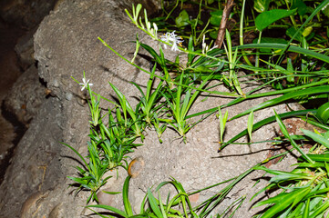 Small White Wildflowers Growing Among Rocks in Natural Habitat