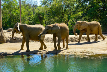 Three African Elephants Walking Along Water in Sunlit Habitat
