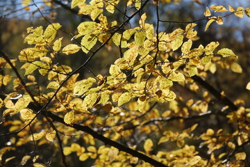 Buchenzweige im Herbst