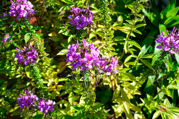 Purple Wildflowers Blooming in Sunlit Garden